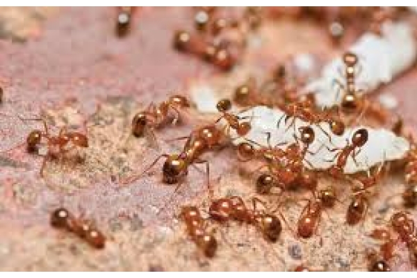 Обработка от муравьев