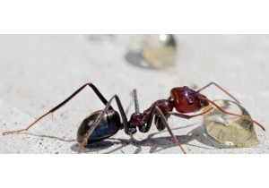 Борьба с муравьями в квартире